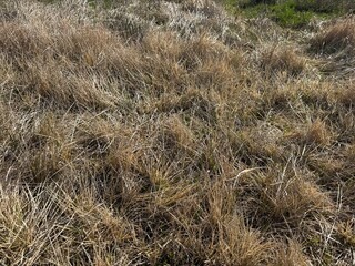 Fototapeta premium grass in the sand
