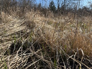 Fototapeta premium reeds on the beach