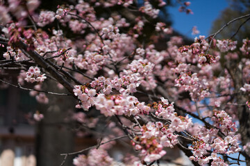 Sakura tree blooming in Japan