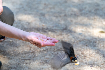 日本の岡山県玉野市の深山公園の可愛いヤマガラ