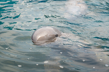 An Irrawaddy dolphin or Neophocaena phocaenoides is swimming on the ocean water surface. Marine...