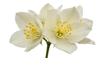 Obraz premium Delicate Jasmine Blossoms: Close-up Studio Shot AI Generated