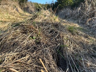 bird nest in the grass