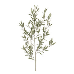 3D Olive Tree Sapling with Narrow Silver Green Leaves Isolated on Transparent Background