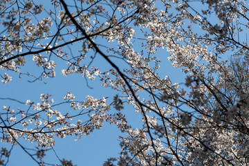 日本の岡山県玉野市の深山公園の満開の桜