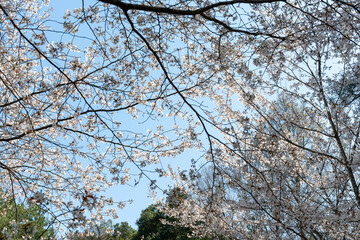 日本の岡山県玉野市の深山公園の満開の桜