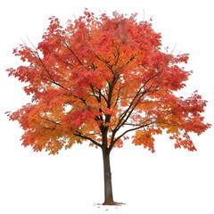 Maple tree isolated on transparent background