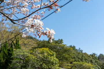 日本の岡山県玉野市の深山公園の満開の桜