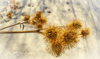 burdock thorns on the background of spring snow