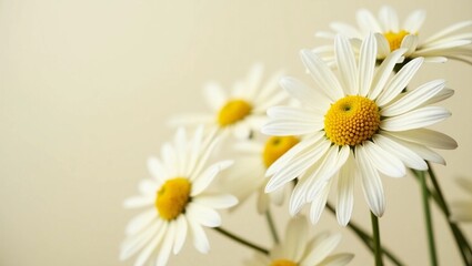 Fototapeta premium Chamomile flowers. Natural chamomiles for cosmetics, personal care or tea. White chamomiles.