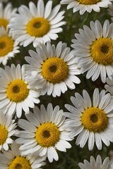 Fototapeta premium Chamomile flowers. Natural chamomiles for cosmetics, personal care or tea. White chamomiles.