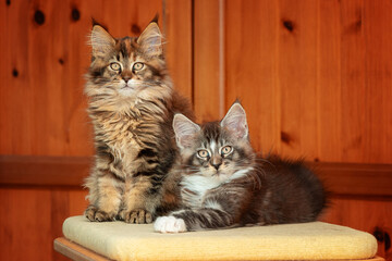 Maine Coon Katzen Geschwister 12 Wochen jung auf einer liege Fl&auml;che.