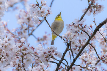桜の花と青空とメジロ