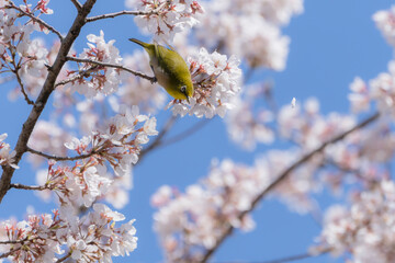 桜の花と青空とメジロ