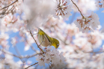 桜の花と青空とメジロ
