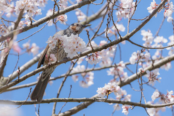 桜の花と青空とヒヨドリ