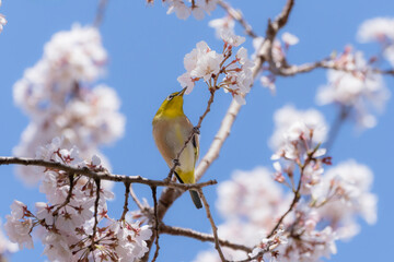 桜の花と青空とメジロ