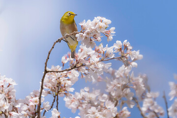 桜の花と青空とメジロ