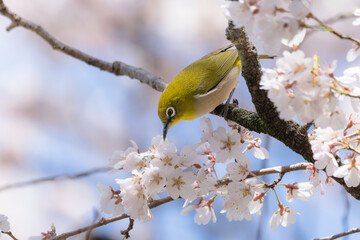 桜の花と青空とメジロ
