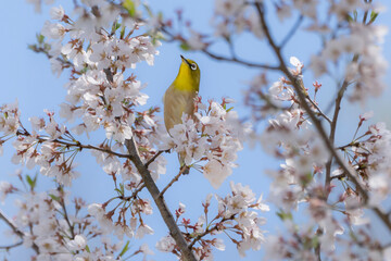 桜の花と青空とメジロ