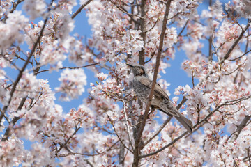 桜の花と青空とヒヨドリ