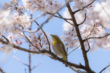 桜の花と青空とメジロ