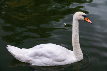 A graceful white swan swimming on a lake with dark water. The white swan is reflected in the water
