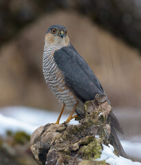 Male eurasian sparrowhawk (Accipiter nisus) sits on old tree stump waiting for prey