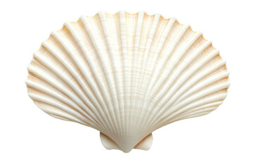 Seashell
