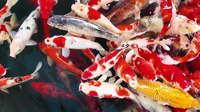 Colorful crap fish or koi fish swimming in water pond, top view. Animal 4k footage.