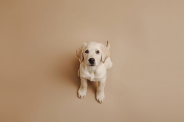 Adorable Labrador puppy sitting on beige background, looking up with curious eyes