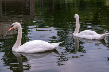 Two Graceful white Swans swimming in the lake, swans in the wild