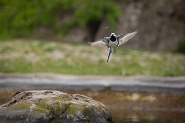 White Wagtail Hunting Insect Mid-Flight