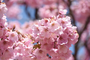 河津桜