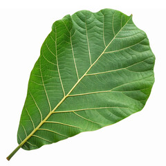 Obraz premium Large Green Leaf with Detailed Veins Perfect for Nature Backgrounds and Eco-Friendly Design