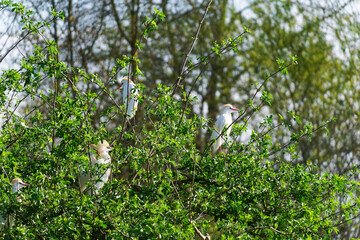 Herons in the Departmental Nature Park of Sully sur Loire