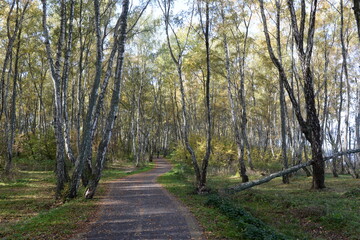 Bike path along the Baltic Sea coast in Zelenograd city district of Kaliningrad region