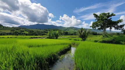 Obraz premium Exploring Rural Green Rice Field with Mountains and Cloudy Sky