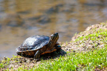 Fototapeta premium turtle on the grass