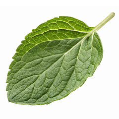 Obraz premium Fresh Green Mint Leaf Isolated on Transparent Background Natural Herb for Culinary and Aromatic Use