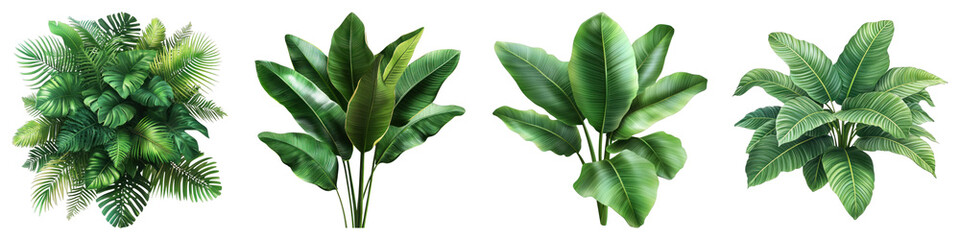 Tropical leaves foliage plant jungle isolated on transparent background. PNG, Set of