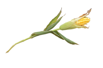 A realistic ear of corn with green husks and leaves isolated on a white background