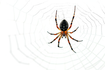 A single spider hanging from a web isolated on a white background