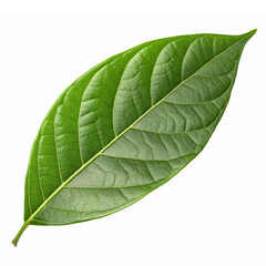 Obraz premium Realistic Green Leaf Isolated on Transparent Background for Nature and Organic Design Projects