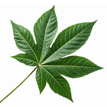 Detailed Green Hand-Shape Leaf Isolated on Transparent Background for Nature and Botanical Designs