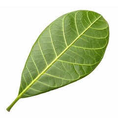Green Leaf Isolated on Transparent Background for Nature Themes and Eco-Friendly Designs