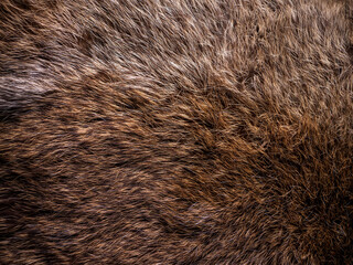 Red Brown Animal Wildlife fur hair textured Concept Background.