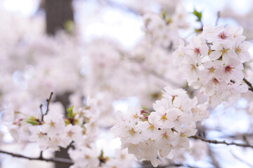 Obraz premium 洗足池のソメイヨシノ