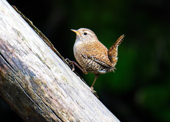 Singendes Zaunkönig Männchen ( Troglodytes troglodytes )	