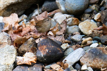  Zaunkönig Männchen ( Troglodytes troglodytes )	beim Nestbau